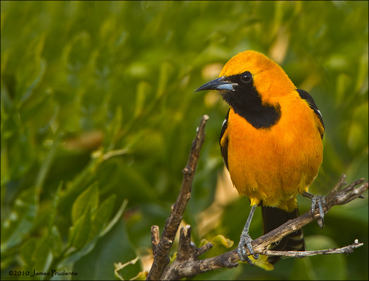 Hooded Oriole