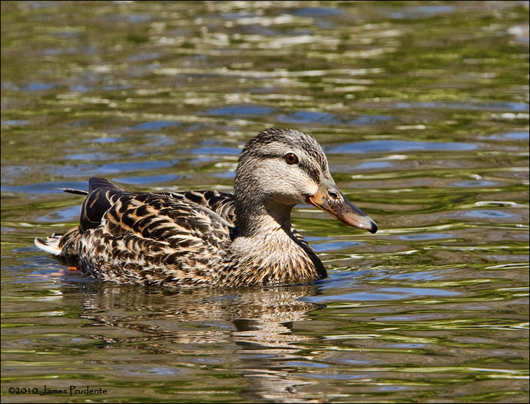 Mallard