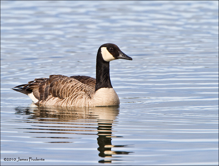 Canada Goose