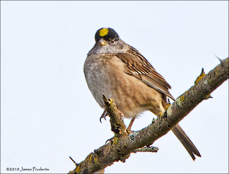 Golden-Crowned Sparrow