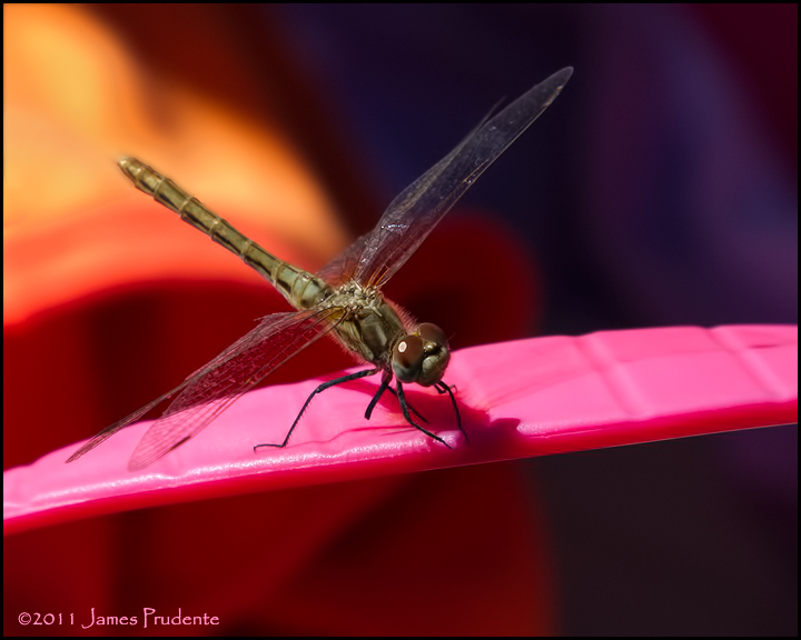 Dragonfly