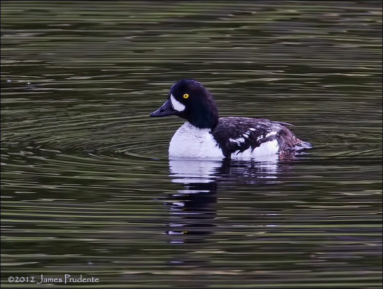 Barrows Goldeneye