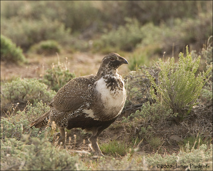 Sage Grouse