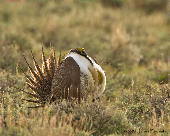 Sage Grouse