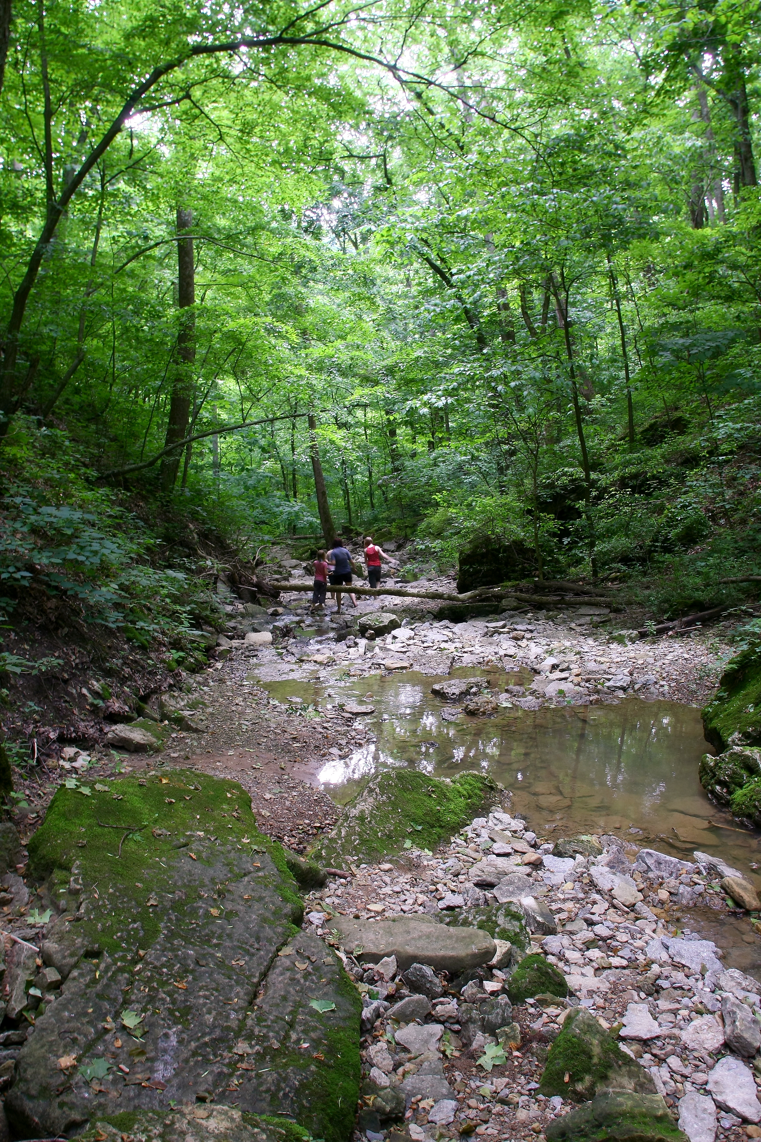 Creekbed.