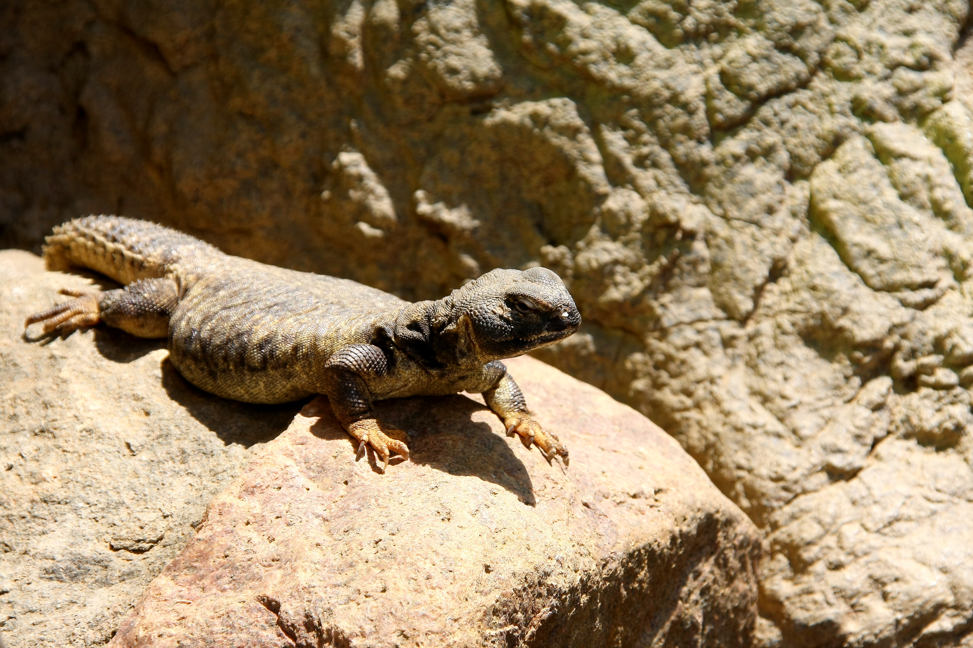 Lizard