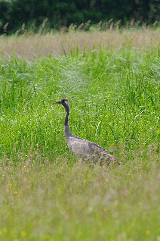 uraw (grus grus)