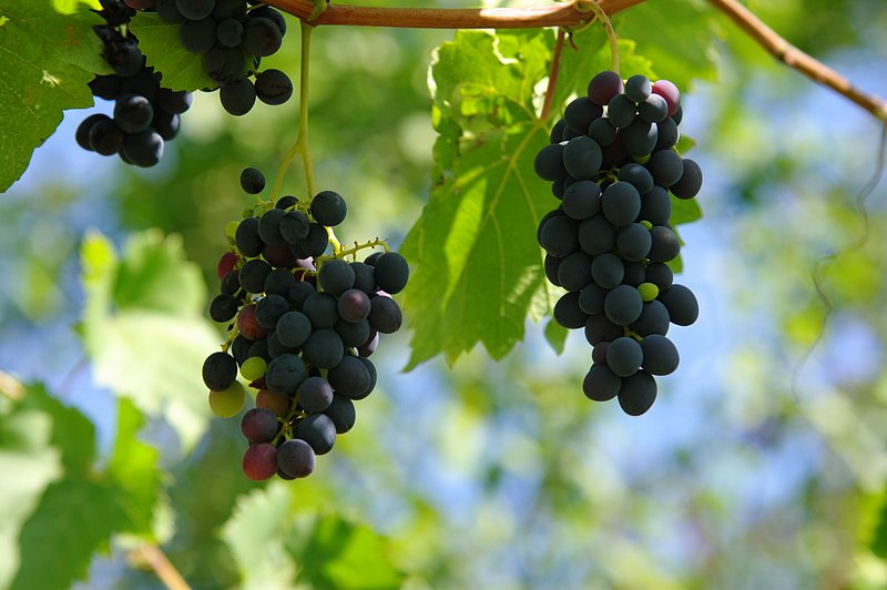 Kakhetian grapes