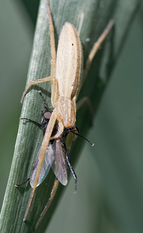 Tibellus oblongus