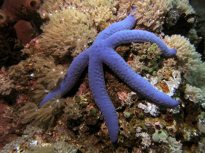 Blue Sea Star