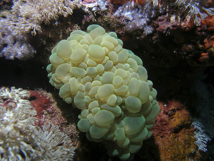 Grape Coral