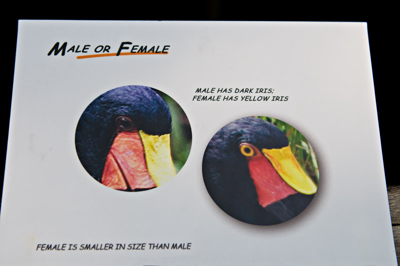Male or Female