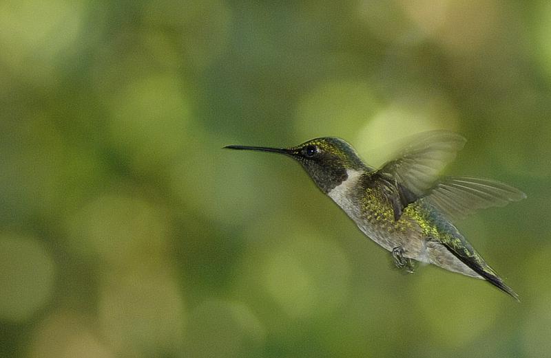 Female Ruby Throat Humming Bird