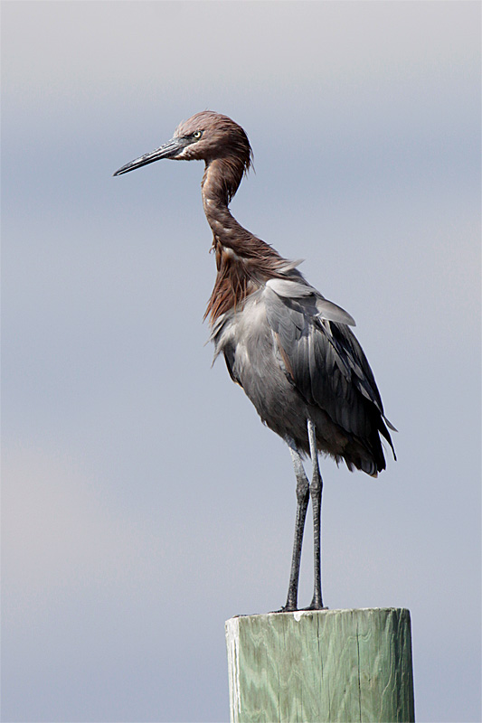 Aigrette roussatre-1.jpg