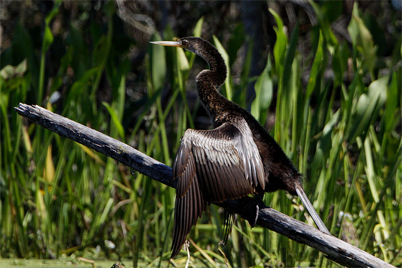Anhinga Amerique-6.jpg