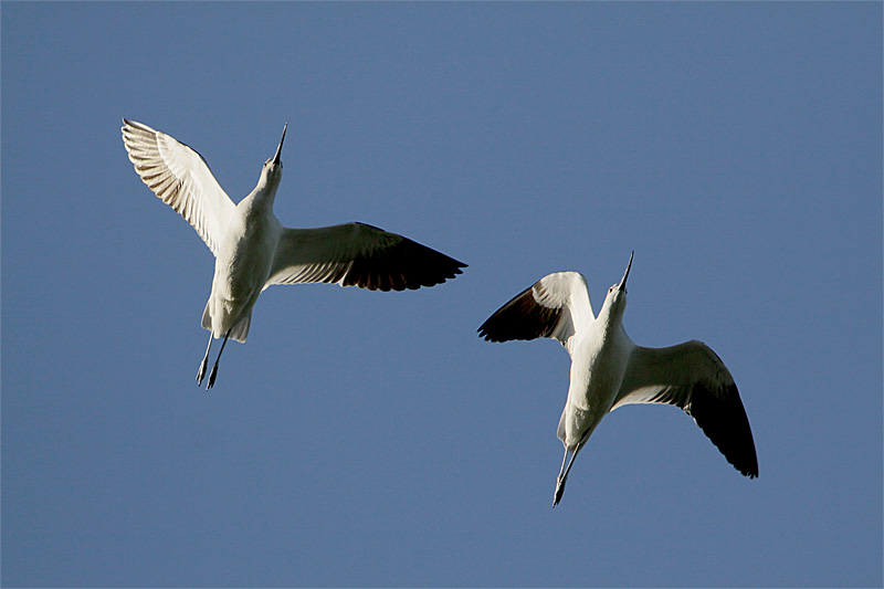 Avocette Amerique-3.jpg