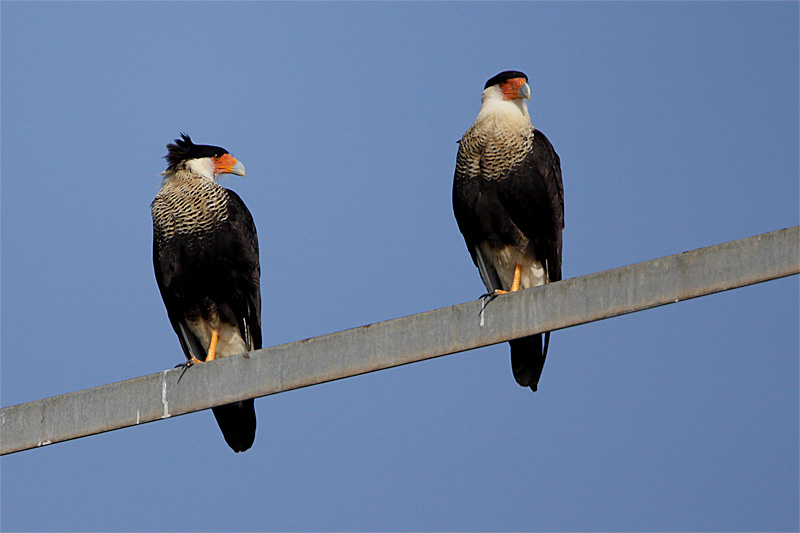 Caracara du nord-1.jpg