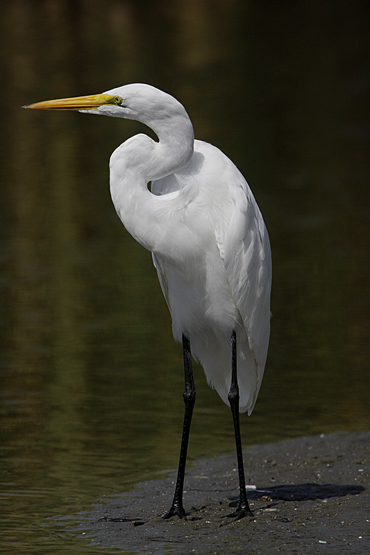 Grande aigrette-1.jpg