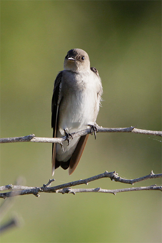 Hirondelle ailes herissees-1.jpg