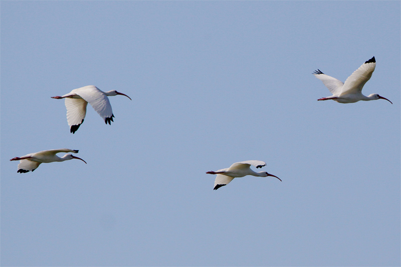 Ibis blanc-4.jpg