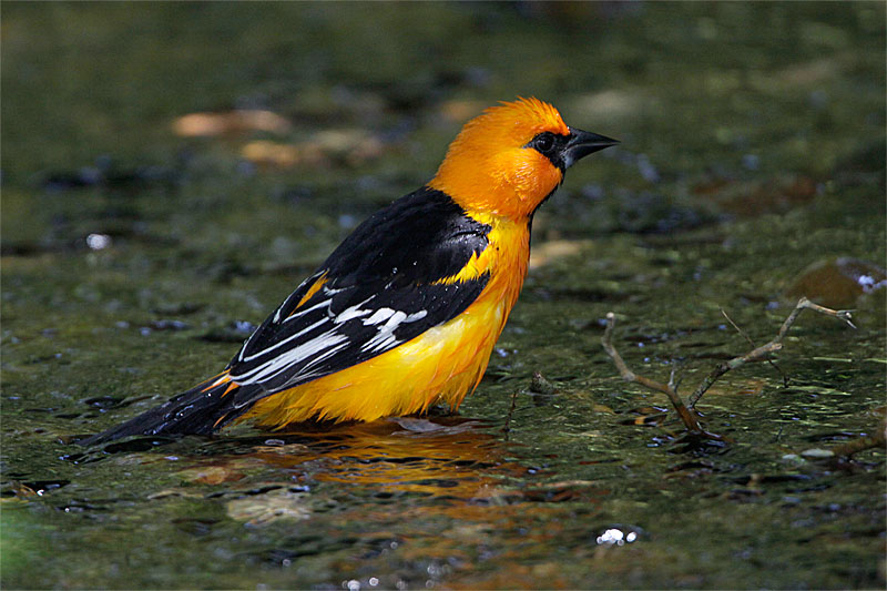 Oriole a gros bec-1.jpg