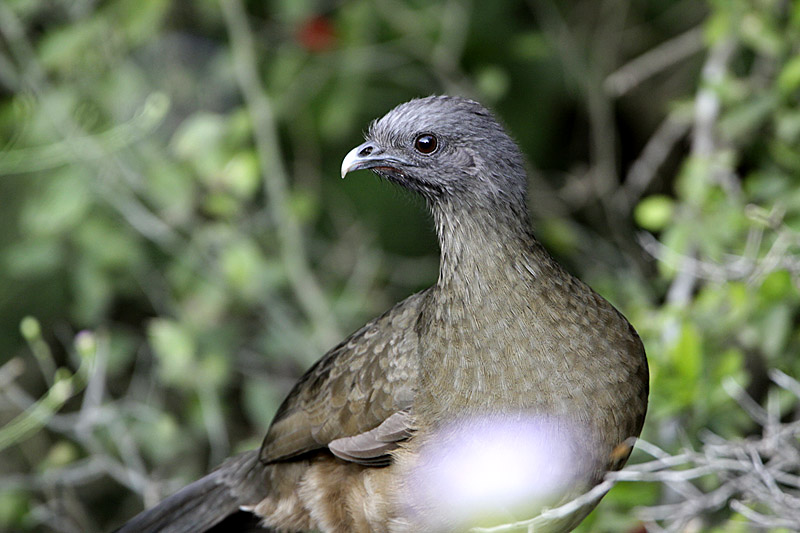 Ortalide chacamel-1.jpg