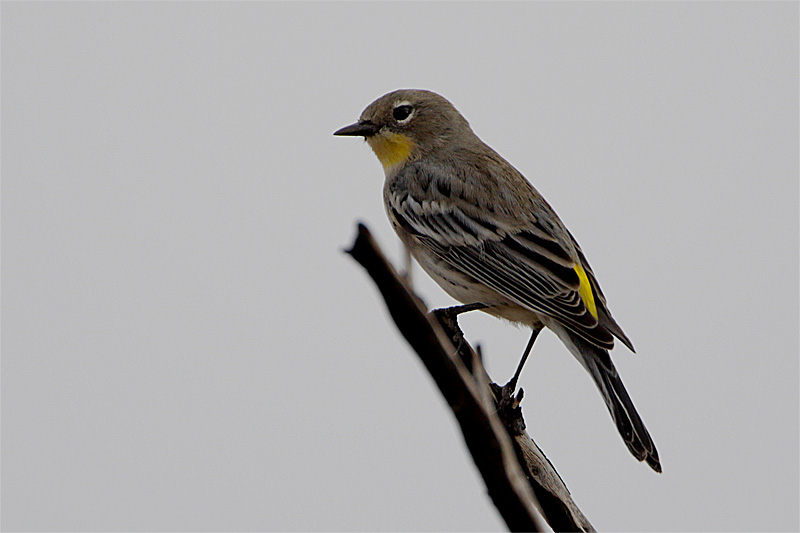 Paruline croupion jaune-1.jpg