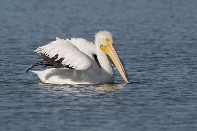 Pelican blanc-2.jpg