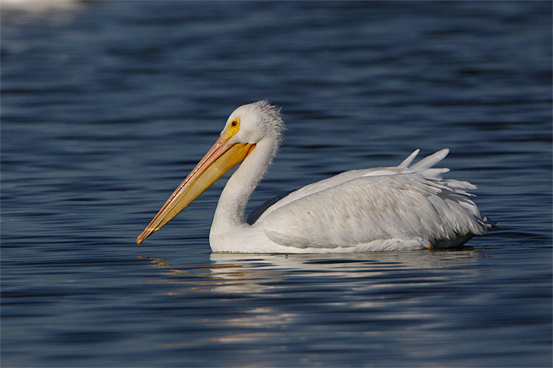 Pelican blanc-4.jpg