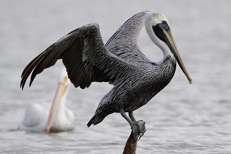 Pelican brun-5.jpg