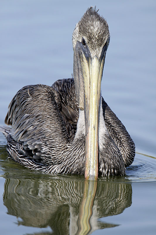 Pelican brun-8.jpg