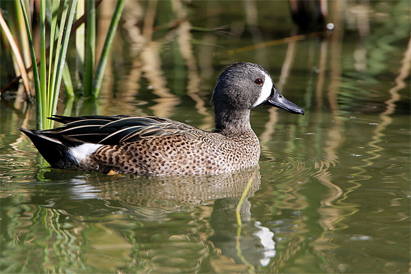 Sarcelle ailes bleues-1.jpg