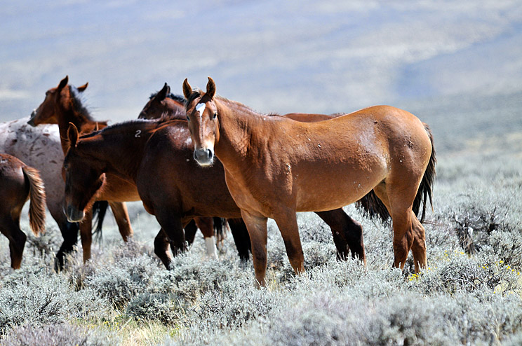 _DSC2177.web..jpg