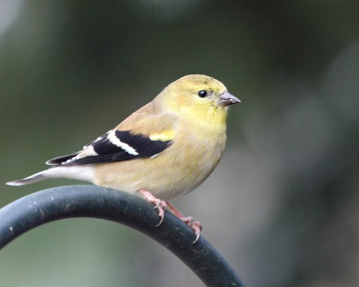 gold finch
