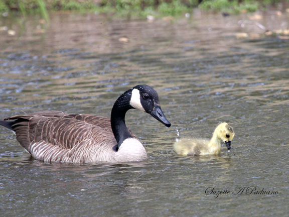 Goose and Baby