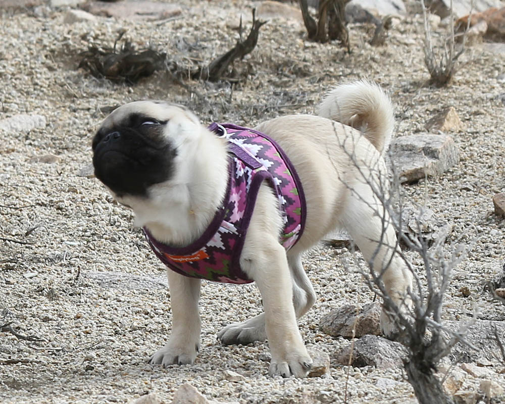 Desert_Pebbles_4.jpg
