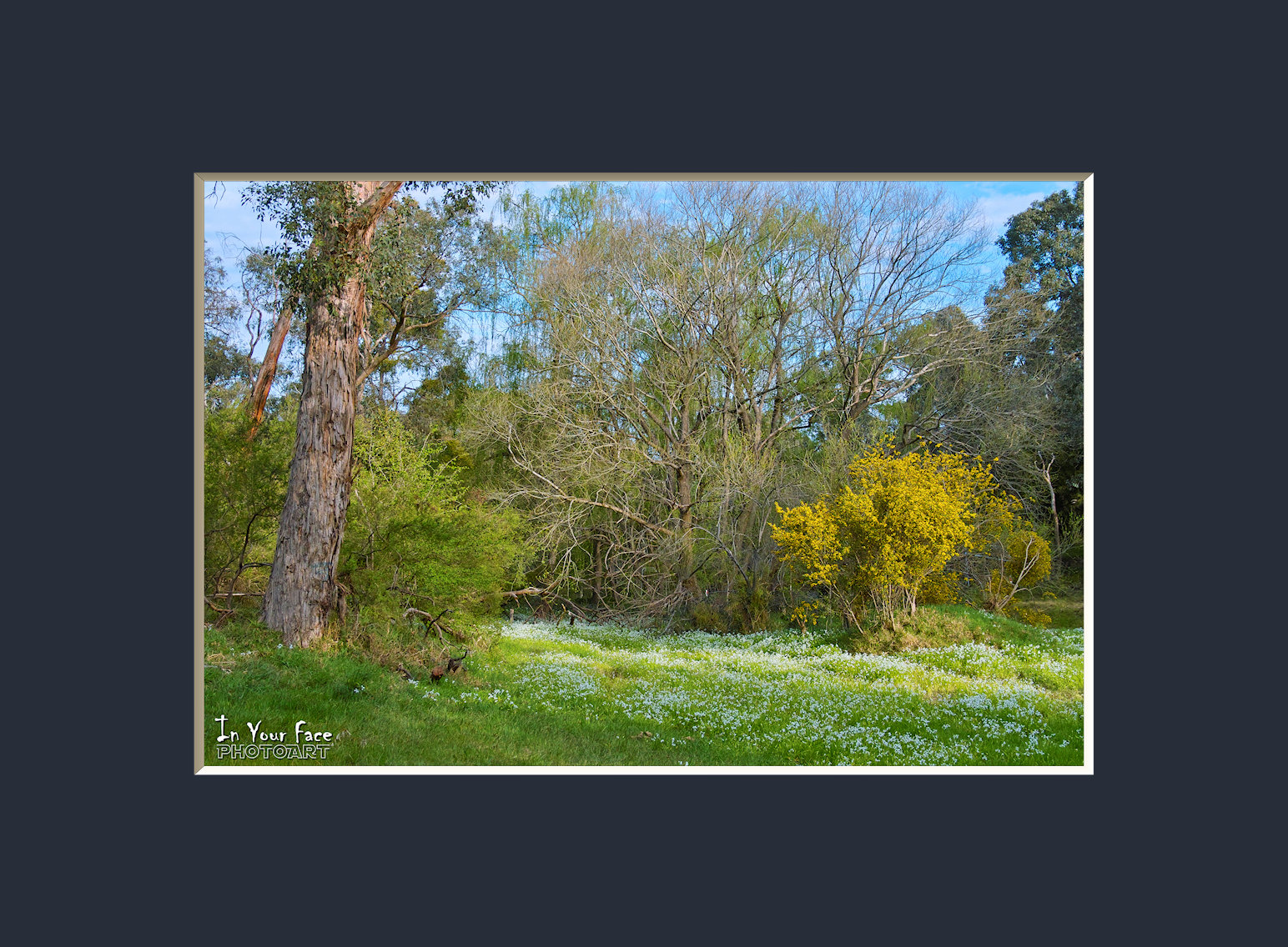 Snowdrops IV
