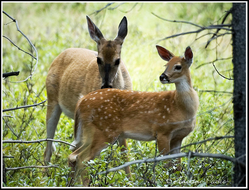 Deer and Fawn