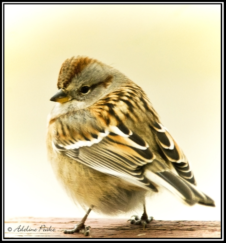  American Tree Sparrow