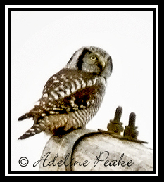 Northern Hawk Owl