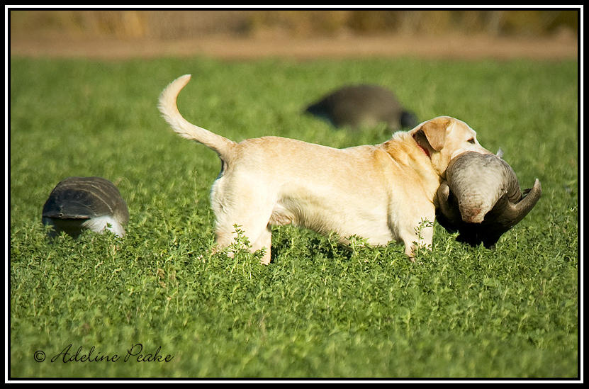 Goose Hunt