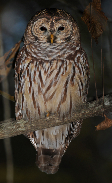 BARRED OWL