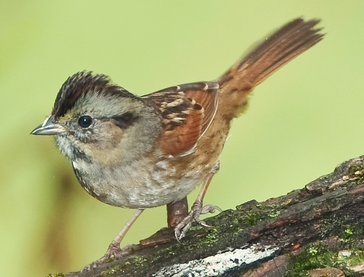 SWAMP SPARROW