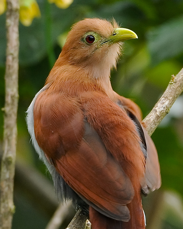 SQUIRREL CUCKOO