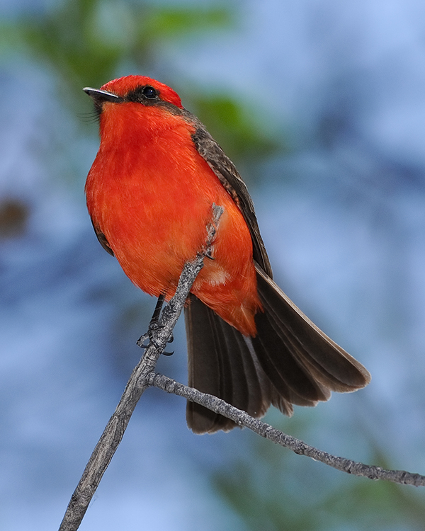 VERMILION FLYCATCHER