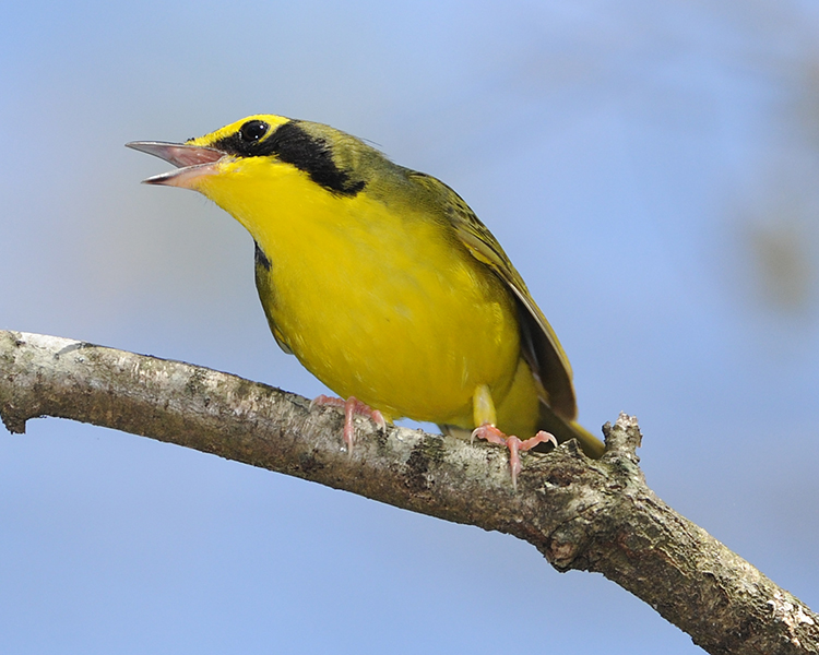 KENTUCKY WARBLER