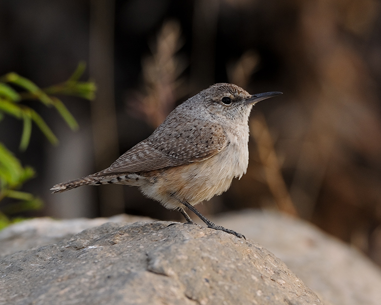 ROCK WREN