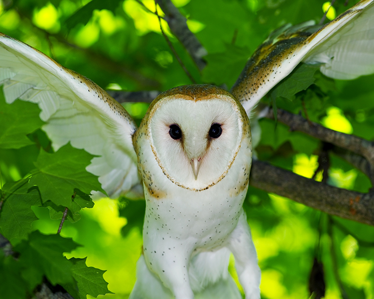 BARN OWL