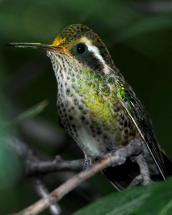 WHITE-EARED HUMMINGBIRD