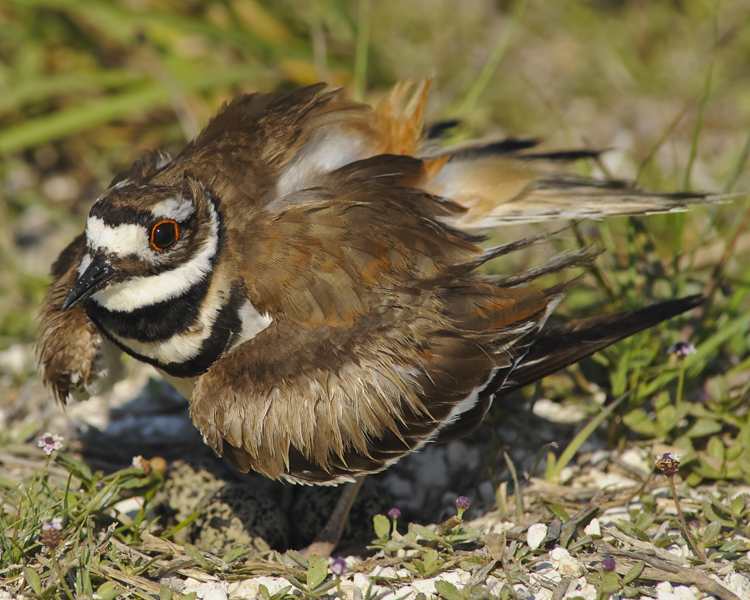 KILLDEER